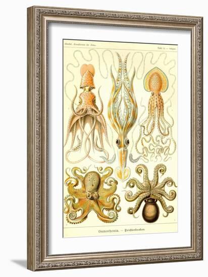 Cephlopods-Ernst Haeckel-Framed Art Print