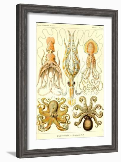 Cephlopods-Ernst Haeckel-Framed Art Print