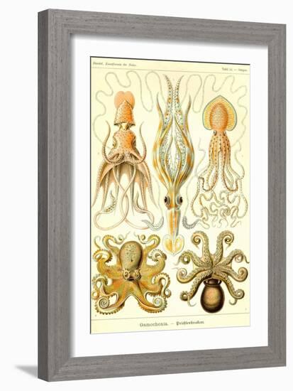 Cephlopods-Ernst Haeckel-Framed Art Print