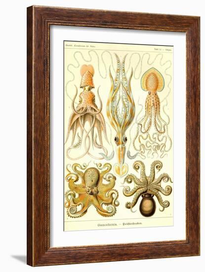 Cephlopods-Ernst Haeckel-Framed Art Print