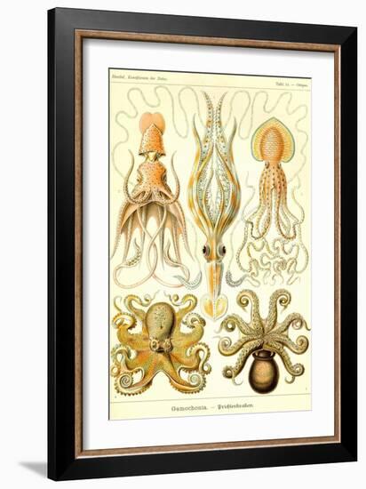 Cephlopods-Ernst Haeckel-Framed Art Print