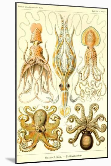 Cephlopods-Ernst Haeckel-Mounted Art Print