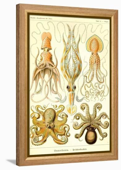 Cephlopods-Ernst Haeckel-Framed Stretched Canvas