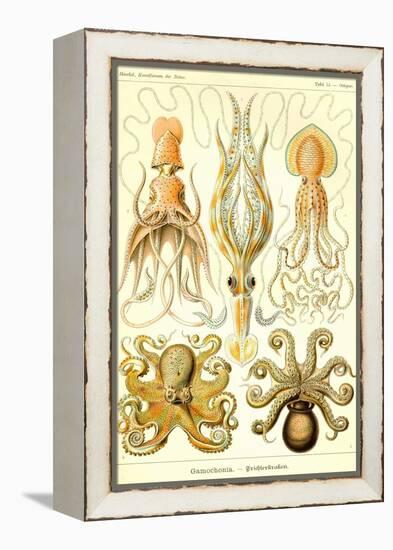 Cephlopods-Ernst Haeckel-Framed Stretched Canvas