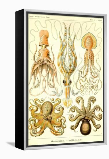 Cephlopods-Ernst Haeckel-Framed Stretched Canvas