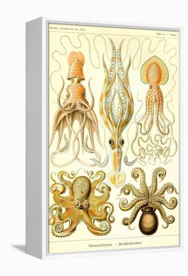 Cephlopods-Ernst Haeckel-Framed Stretched Canvas