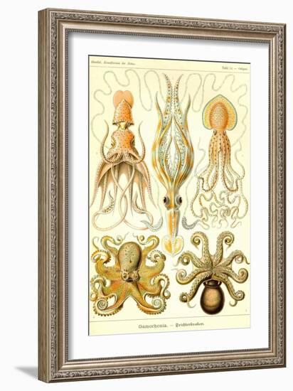 Cephlopods-Ernst Haeckel-Framed Premium Giclee Print