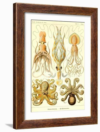 Cephlopods-Ernst Haeckel-Framed Premium Giclee Print