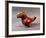 Ceramic Figure of a Parrot, Colima Civilization, Mexico-null-Framed Giclee Print