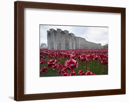 Ceramic poppies at the Tower of London-Associated Newspapers-Framed Photo