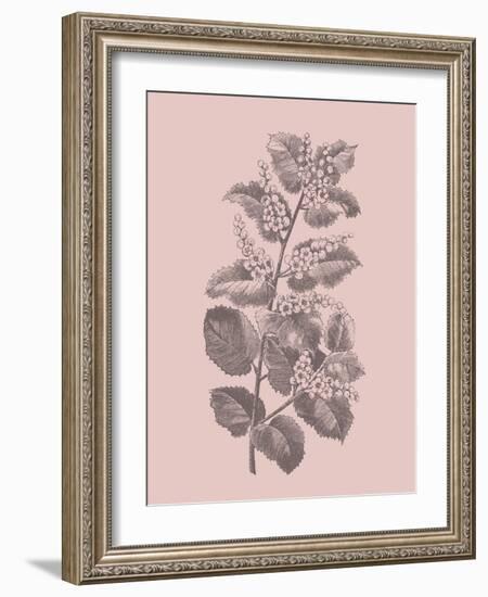 Cerasus Blush Pink Flower-Jasmine Woods-Framed Art Print