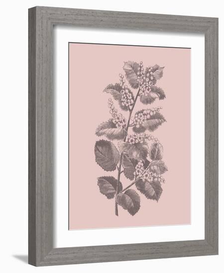 Cerasus Blush Pink Flower-Jasmine Woods-Framed Art Print