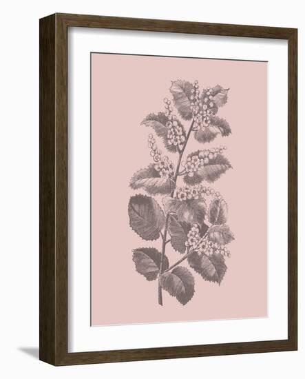 Cerasus Blush Pink Flower-Jasmine Woods-Framed Art Print