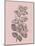 Cerasus Blush Pink Flower-Jasmine Woods-Mounted Art Print