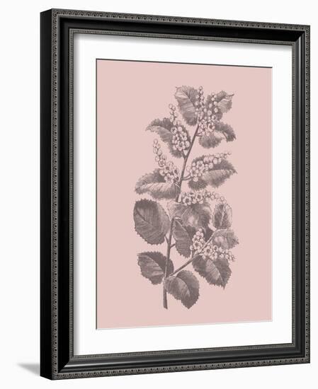 Cerasus Blush Pink Flower-Jasmine Woods-Framed Art Print