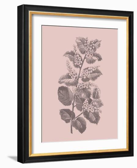 Cerasus Blush Pink Flower-Jasmine Woods-Framed Art Print