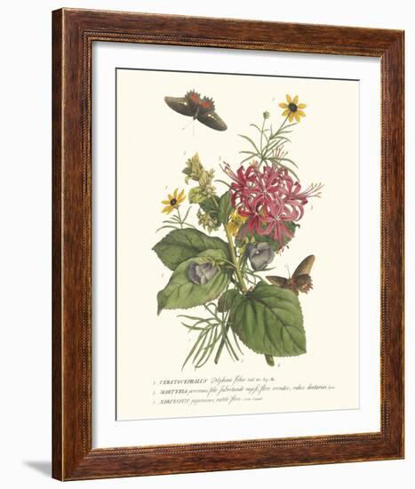 Ceratocephamus, Martynia and Narcissus-Georg Ehret-Framed Giclee Print