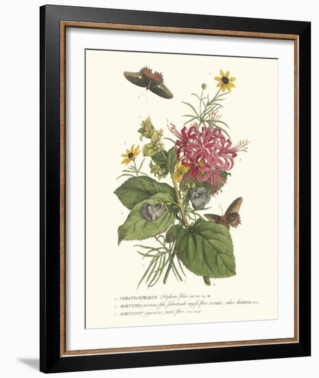 Ceratocephamus, Martynia and Narcissus-Georg Ehret-Framed Giclee Print