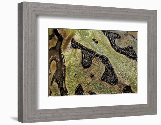 Ceratophrys Cranwelli X Cornuta (Horned Frog)-Paul Starosta-Framed Photographic Print