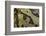 Ceratophrys Cranwelli X Cornuta (Horned Frog)-Paul Starosta-Framed Photographic Print