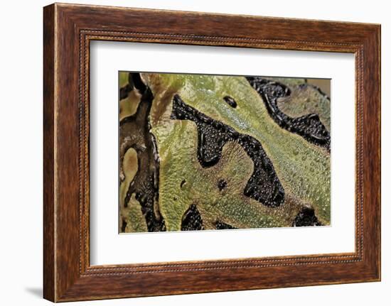 Ceratophrys Cranwelli X Cornuta (Horned Frog)-Paul Starosta-Framed Photographic Print