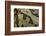 Ceratophrys Cranwelli X Cornuta (Horned Frog)-Paul Starosta-Framed Photographic Print