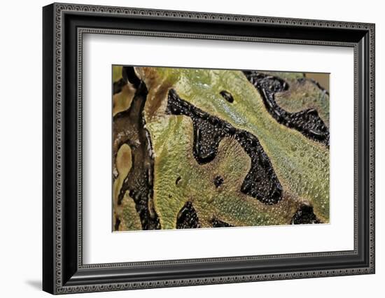 Ceratophrys Cranwelli X Cornuta (Horned Frog)-Paul Starosta-Framed Photographic Print