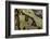Ceratophrys Cranwelli X Cornuta (Horned Frog)-Paul Starosta-Framed Photographic Print
