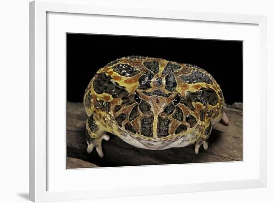 Ceratophrys Ornata (Ornate Horned Frog, Escuerzo)-Paul Starosta-Framed Photographic Print