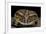 Ceratophrys Ornata (Ornate Horned Frog, Escuerzo)-Paul Starosta-Framed Photographic Print