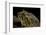 Ceratophrys Ornata (Ornate Horned Frog, Escuerzo)-Paul Starosta-Framed Photographic Print