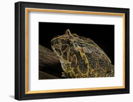 Ceratophrys Ornata (Ornate Horned Frog, Escuerzo)-Paul Starosta-Framed Photographic Print