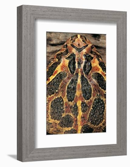 Ceratophrys Ornata (Ornate Horned Frog, Escuerzo)-Paul Starosta-Framed Photographic Print