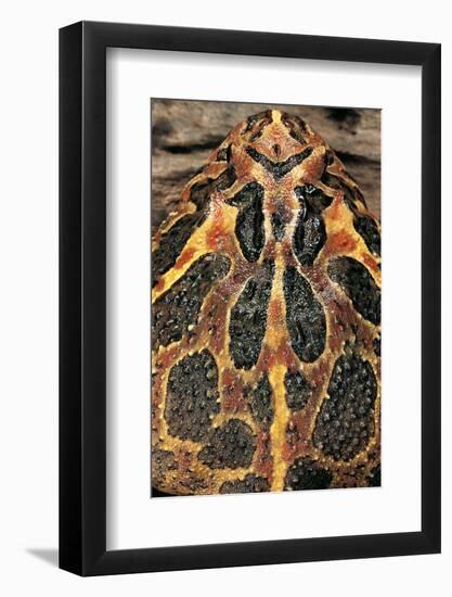 Ceratophrys Ornata (Ornate Horned Frog, Escuerzo)-Paul Starosta-Framed Photographic Print