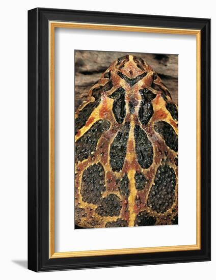 Ceratophrys Ornata (Ornate Horned Frog, Escuerzo)-Paul Starosta-Framed Photographic Print