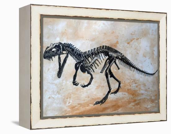 Ceratosaurus Dinosaur Skeleton-Stocktrek Images-Framed Stretched Canvas