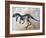 Ceratosaurus Dinosaur Skeleton-Stocktrek Images-Framed Art Print