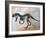 Ceratosaurus Dinosaur Skeleton-Stocktrek Images-Framed Art Print