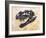 Ceratosaurus Dinosaur Skull-Stocktrek Images-Framed Art Print