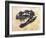 Ceratosaurus Dinosaur Skull-Stocktrek Images-Framed Art Print