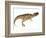 Ceratosaurus Dinosaur-Stocktrek Images-Framed Premium Giclee Print