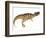 Ceratosaurus Dinosaur-Stocktrek Images-Framed Premium Giclee Print