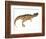 Ceratosaurus Dinosaur-Stocktrek Images-Framed Premium Giclee Print