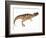 Ceratosaurus Dinosaur-Stocktrek Images-Framed Premium Giclee Print