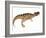 Ceratosaurus Dinosaur-Stocktrek Images-Framed Art Print