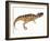 Ceratosaurus Dinosaur-Stocktrek Images-Framed Art Print