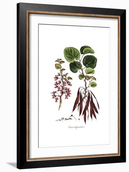 Cercis Siliquastrum, Flora Graeca-Ferdinand Bauer-Framed Giclee Print