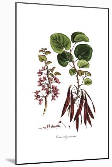 Cercis Siliquastrum, Flora Graeca-Ferdinand Bauer-Mounted Giclee Print