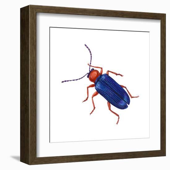 Cereal-Leaf Beetle (Lema Melanopa), Insects-Encyclopaedia Britannica-Framed Art Print