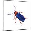 Cereal-Leaf Beetle (Lema Melanopa), Insects-Encyclopaedia Britannica-Mounted Art Print